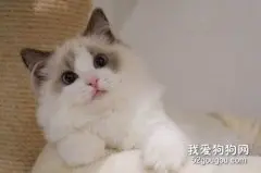 布偶猫生病了怎么办?