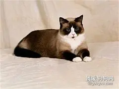 雪鞋猫性格怎么样?