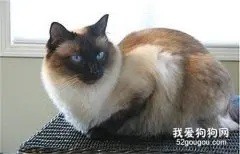 巴厘猫毛发怎么护理?