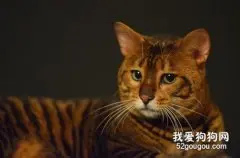 威尔斯猫怎么养 威尔斯猫饲养方法