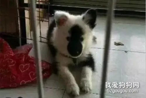 网友花350网上买了只萨摩，差点就找马云告状了...