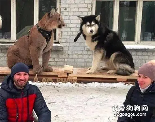 狗狗训练班来了一头狮子，同班同学都吓傻了！