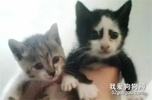 妹子嫌猫长得丑，要送朋友！朋友：你给我钱我也不要...