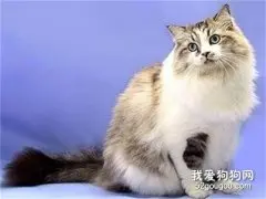 褴褛猫尿路感染怎么治疗?