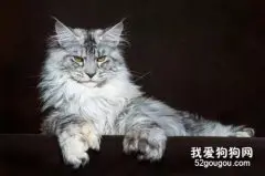 缅因猫肠炎的症状与治疗