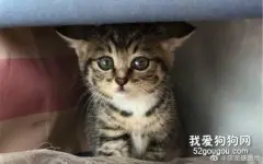 如何治疗狸花猫圆线虫病