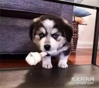 哈士奇和柯基相恋，生下的孩子居然完美遗传了它们的优点，笑疯了！