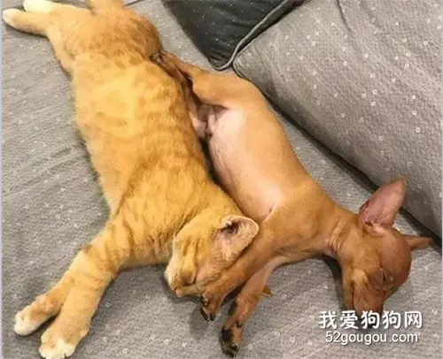 猫和狗子感情非常好，常在一起睡觉，居然睡到神同步，太可爱了！