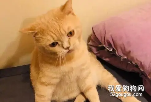 这猫在玩逗猫棒，几个回合下来都没抓到，后面失落的表情，笑屎！