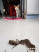 猫辛苦给主人抓了3只老鼠，还特意躲在角落看主人会不会收！