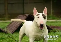 迷你牛头梗和标准牛头梗的区别是什么？