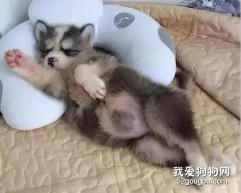 网友觉得刚买的哈士奇不纯，直到它睡着之后