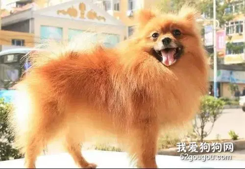 一位宠物店主和买家的聊天记录，原来流浪狗都是这么来的…