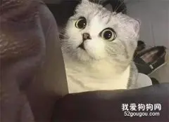 小主人把小猫咪当做枕头躺，小猫咪反抗失败，委屈巴巴简直太萌了