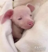 腊肠犬跟吉娃娃串串，竟然生出了一只粉色长耳小猪，太稀有了！