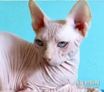 加拿大无毛猫吃什么猫粮？