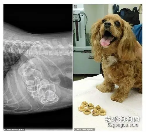 你在狗狗的胃里，找到过什么？
