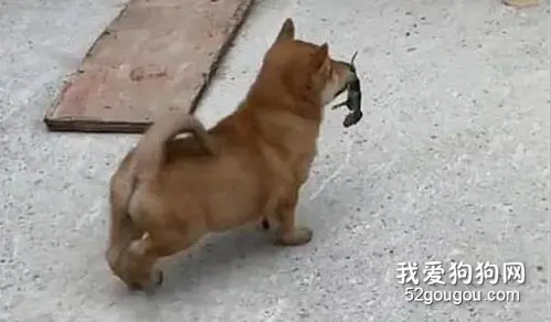 田园犬溜达回来嘴里却叼了一个东西，主人蹲下仔细一看：谢谢，我不饿！