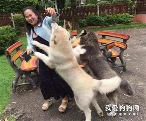 养了7只哈士奇，铲屎官每次回家都是一场磨难！