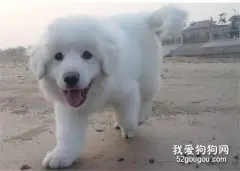 大白熊犬耳螨清理方法