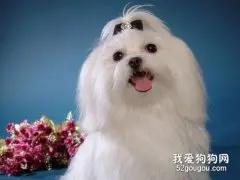 马尔济斯犬饲养方法及注意事项