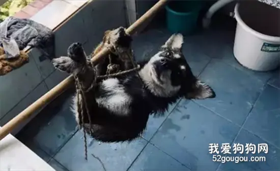 高校研究生肢解虐杀流浪狗，他说：你们凭什么？