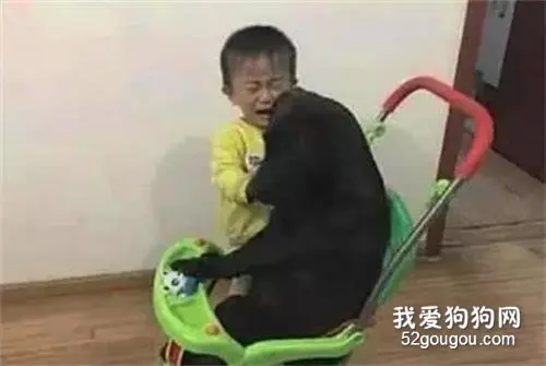 妈妈下楼买东西，让狗子照看小孩，结果回来看到这一幕忍不住笑了！