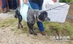 这只流浪狗被收养后，除了吃饭睡觉，它的笑容就没停下过！
