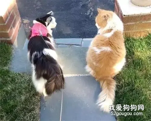 当高冷小公主猫遇到痴汉忠诚猫，呜呜~这只能在电视剧里看到的呀！
