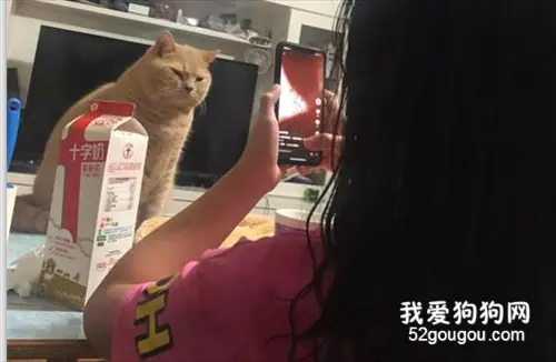 猫猫以为主人在帮它拍照，一动都不敢动，结果……