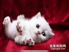 猫会得抑郁症吗？