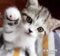 小奶猫一天吃多少顿 小猫多久喂一次