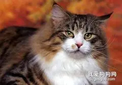 挪威森林猫怎么养 挪威森林猫饲养方法