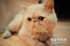 加菲猫公猫发情怎么办?