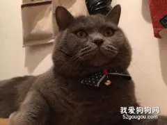 蓝猫公猫发情的表现是什么?