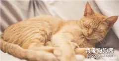 猫咪生小猫之前的症状有哪些?