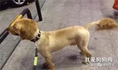 出差前把金毛送去给女友喂养，第2天她发来照片后，网友气得想分手！