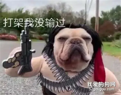 主人把法斗打扮成史泰龙，它就变成了行走的表情包，哈哈哈！