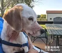 拿不出钱给宠物狗治病，竟想出歪招：把自家狗说成街边捡的流浪狗