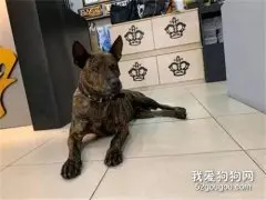 男子骑车去领养流浪狗，回来途中顺手买张彩票，结果居然中了！