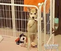 混血哈士奇惨遭弃养，然而被领养四个月后：完全可以靠脸吃饭了
