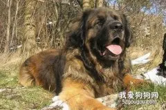 兰波格犬怎么养 兰波格犬喂养方法