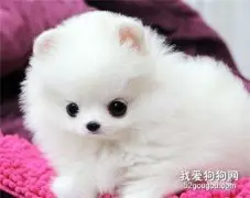 博美怎么美容护理 博美犬美容护理大全