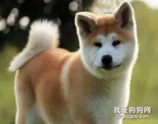 秋田犬幼犬怎么喂食 小秋田犬喂食推荐