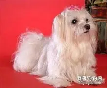 马尔济斯犬感冒吃什么药?