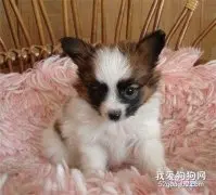 蝴蝶犬皮肤病预防治疗方法