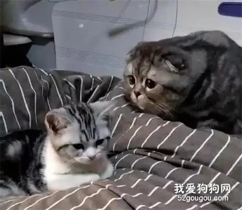 女子收养了一只母猫，公猫小心翼翼的表情令网友爆笑，网友：真的怂