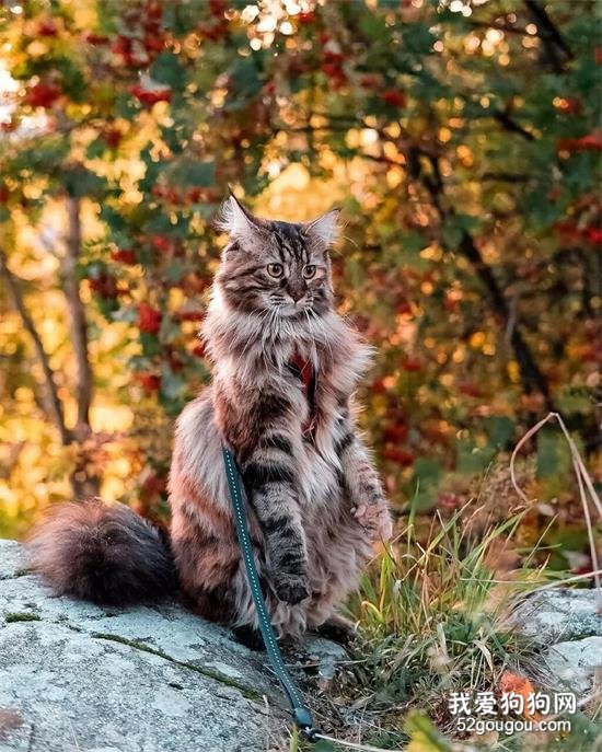 散步在深秋林地中的挪威森林-缅因混血猫，优雅又霸气！