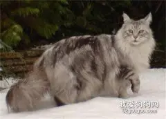 挪威森林猫咳嗽怎么办 猫咪咳嗽治疗措施