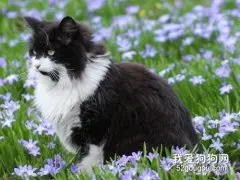 挪威森林猫感冒吃什么药?